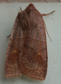 Straight-toothed Sallow